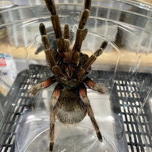 Pamphobeteus platyomma, male or female?