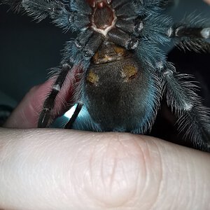 Brachypelma auratum 3.5"
