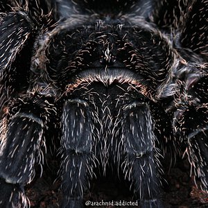 Grammostola sp. "Formosa".