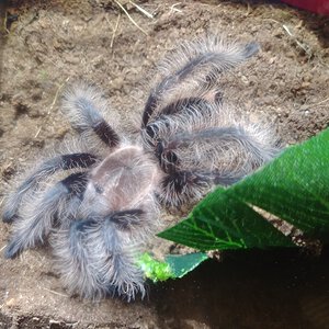 Tliltocatl albopilosus, 4in female