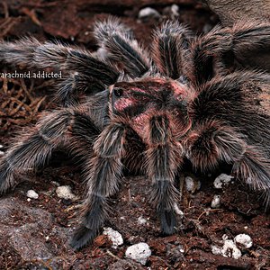 Grammostola rosea.