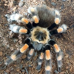 B smithi AF