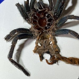 Male C. Cyaneopubescens molt  3” dls