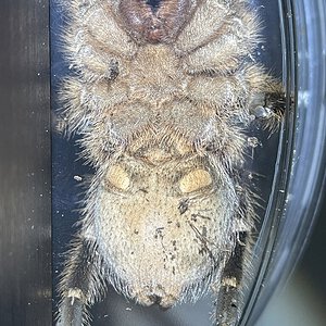 A. seemanni almost 4”