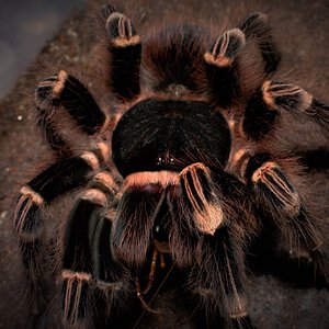 0.1 Acanthoscurria geniculata