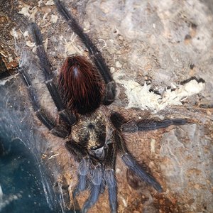 0.1 Phormictopus auratus freshly molted 2