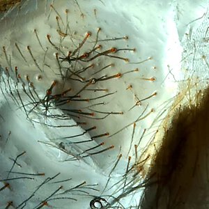 Typhochlaena seladonia 4i molt