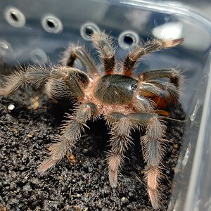 0.0.1 Megaphobema mesomelas