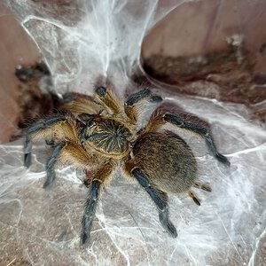 Harpactira pulchripes