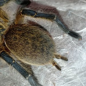 Harpactira pulchripes abdomen close up