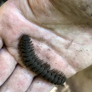 Big flat-backed millipede