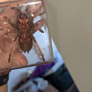 2.5" suspect male Brachypelma emilia