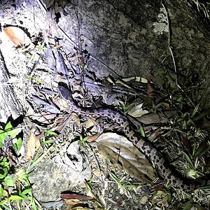 Chinese mountain pit viper