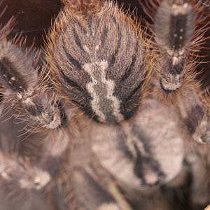 AB_Regalis01.JPG