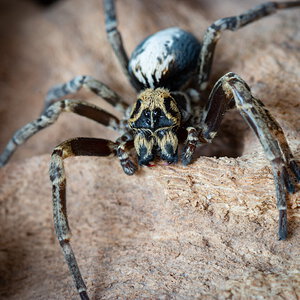 Stegodyphus linearis male