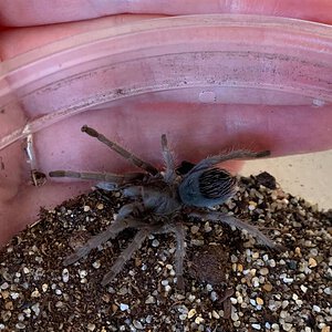 Mystery Aphonopelma