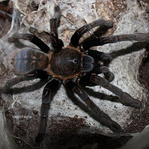 Haplopelma sp "Tupai' / Kim - 0.1