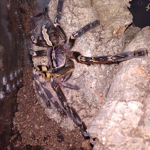 P.ornata