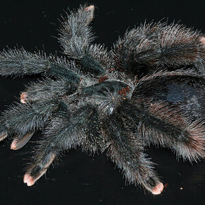 Avicularia morphotype identification