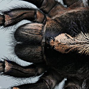 Poecilotheria metallica.