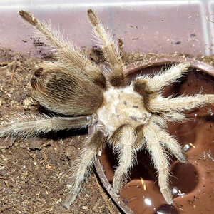 Thirsty Aphonopelma chalcodes (♀ 2")