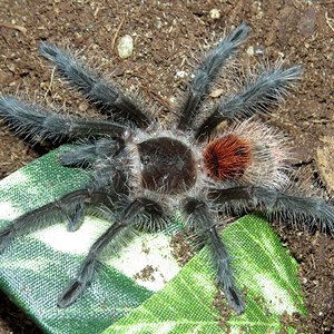 ♂ Grammostola iheringi (3")