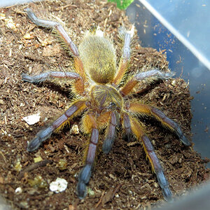 My New Harpactira pulchripes (♀ 1.25")