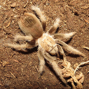 My New Aphonopelma chalcodes (♀ 2")