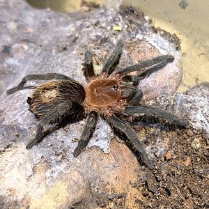 Plesiopelma sp Bolivia 1.25" dls