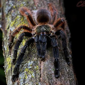 Psalmopoeus victori