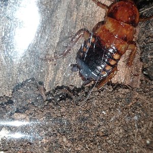 "Indestructible" roach