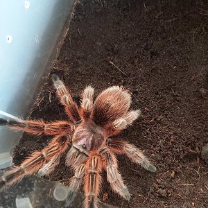 Grammostola rosea (RCF)