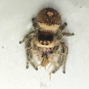 Regal jumping spider (AF)