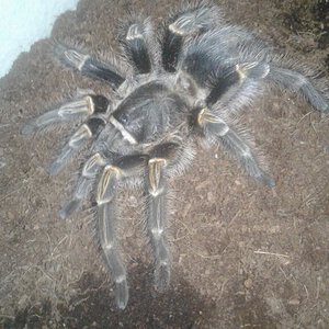 Grammostola pulchripes