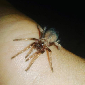 Brachypelma albopilosum sling