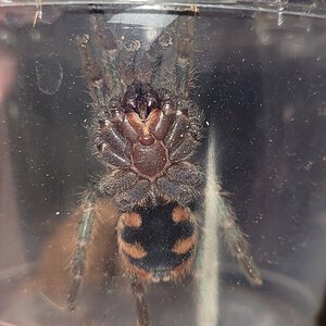 Chromatopelma cyaneopubescens (ventral sexing)