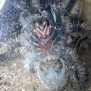 2-2.5" T. Albopilosum