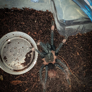 Post molt Sericopelma sp Santa Catalina sling