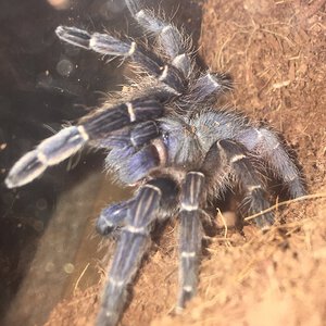 Aphonopelma Seemanni