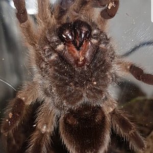 aphonopelma chalcodes below