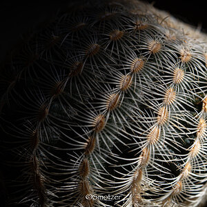 Echinocereus reichenbachii