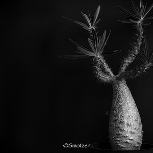 Pachypodium gracilius