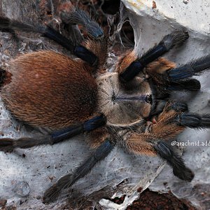 Monocentropus balfouri.