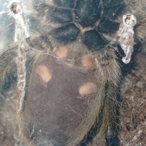 H pulchripes ventral - confirmation request