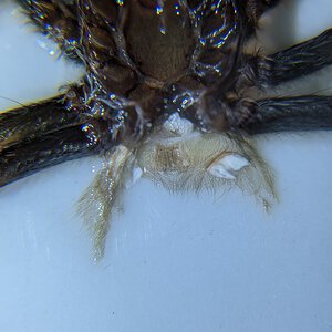 2" Pterinochilus chortadus (chordata?)