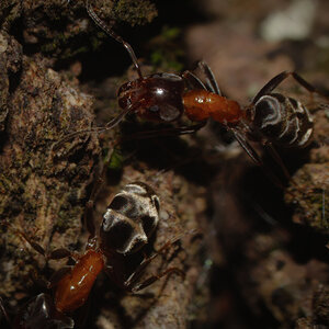 Liometopum Microcephalum