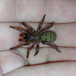 Blakistonia sp. Flinders ranges 1