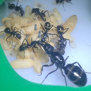 camponotus aneopilosus