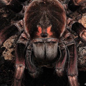 Pamphobeteus ultramarinus.