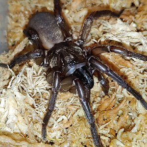 Teyloides sp. Flinders Ranges